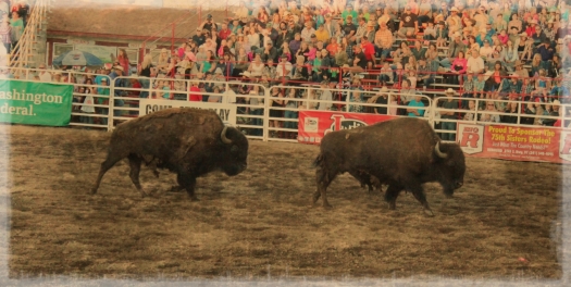 real live buffalos...